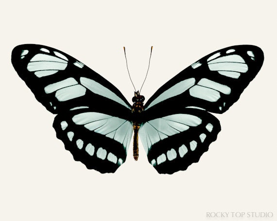 Butterfly Photo, Nature Photography, Grey Jade & Black, Butterfly Art Print, Nature Wall Art, Minimalist Art, Wall Decor, Fine Art Print