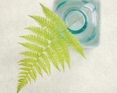 Fern Art, Botanical Art, Fern Photo, Botanical Print, Lime Green & Teal, Still Life Photography, Fine Art Photo, Nature Photograph
