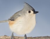 Tufted Titmouse Bird Photography Print, Animal Photography, Bird Art, Fine Art Photograph, Nature Photography, Wildlife Art, Animal Wall Art