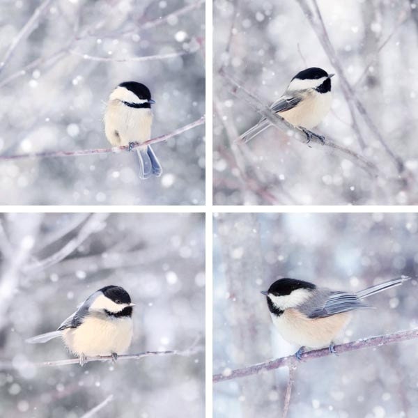5x5 Bird Photo Set, Winter Photos, Bird Art Set, Animal Art Print Set, Woodland Animal Photos, Fine Art Photographs, Wildlife Photos