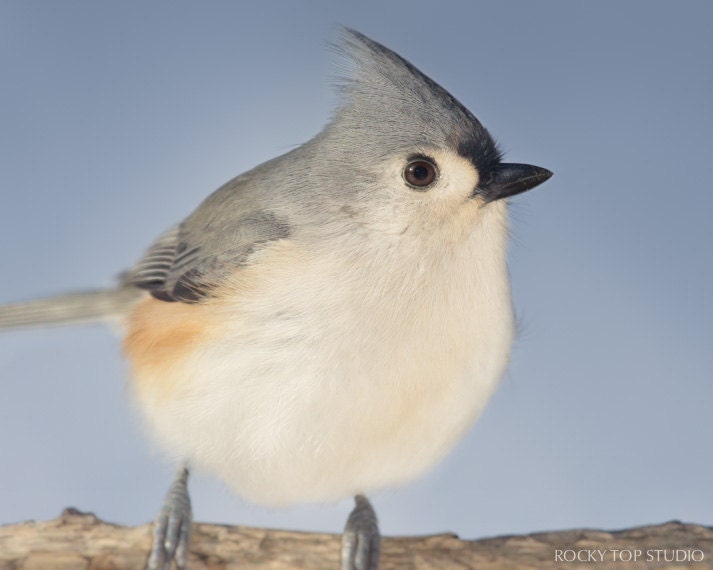 Tufted Titmouse Bird Photography Print, Animal Photography, Bird Art, Fine Art Photograph, Nature Photography, Wildlife Art, Animal Wall Art