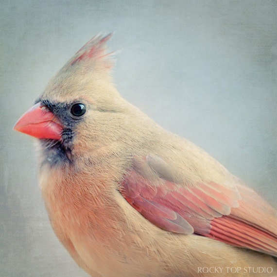 Female Cardinal Bird Photography Print, Animal Photography, Cardinal Art, Portrait, Bird Art Print, Animal Wall Art, Nature Photography