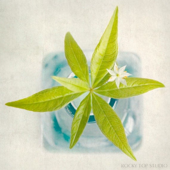 Botanical Art Print, Flower Photograph, Shabby Chic Artwork, Flower Print, Flower Wall Decor, Nature Photography, "Starflower"