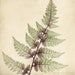 5x5 Fern Photo Print Set, Nature Photos, Botanical Art, Nature Decor, Woodland Photos, Fine Art Photography Prints, Fern Art Prints