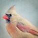 Female Cardinal Bird Photography Print, Animal Photography, Cardinal Art, Portrait, Bird Art Print, Animal Wall Art, Nature Photography