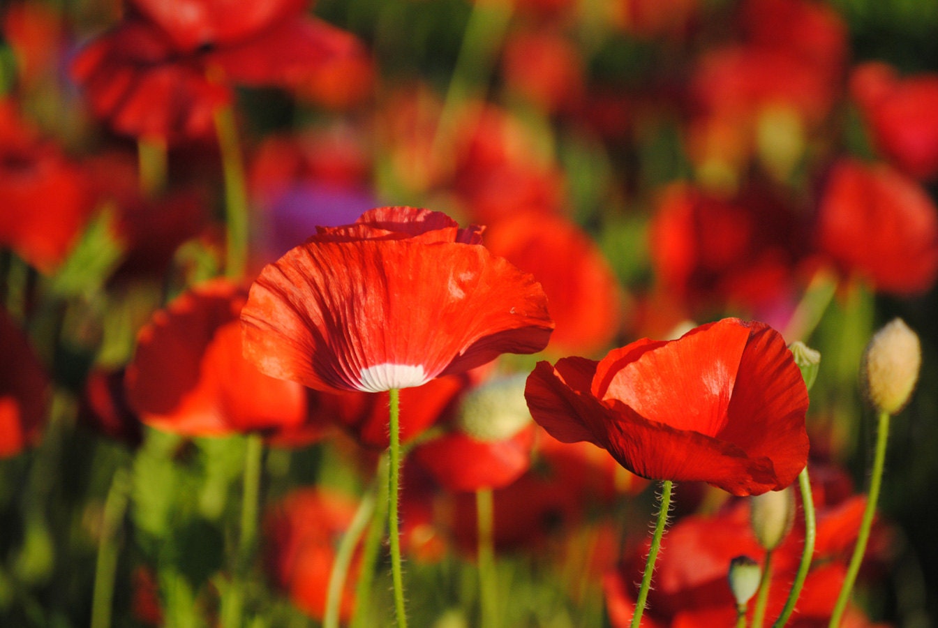 Poppies in May collection No. 3