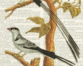 Birds I - vintage birds printed on page from old dictionary