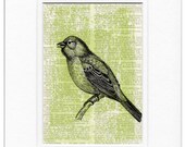 bunting bird - vintage artwork printed on page from old dictionary