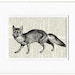fox II - vintage engraving artwork printed on page from old dictionary