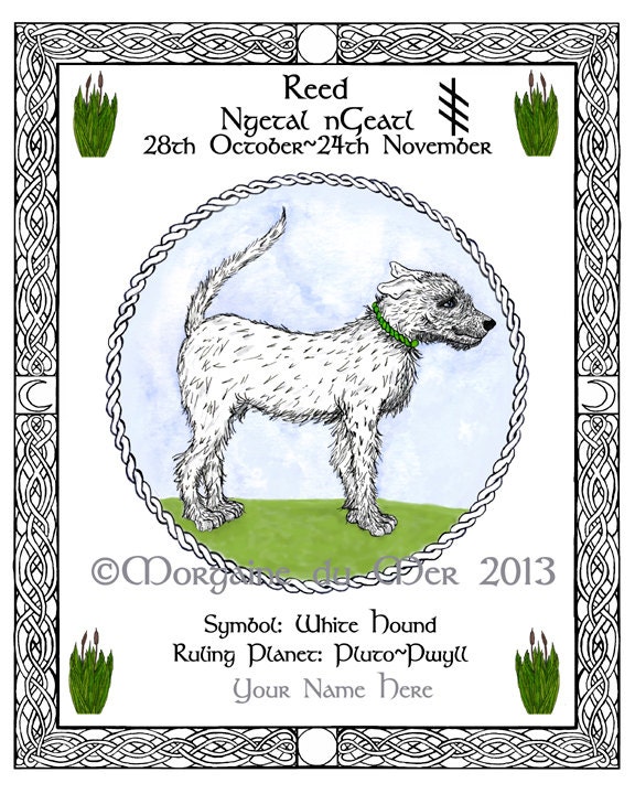 Items similar to White Hound Reed Celtic Tree Calendar Lunar Zodiac