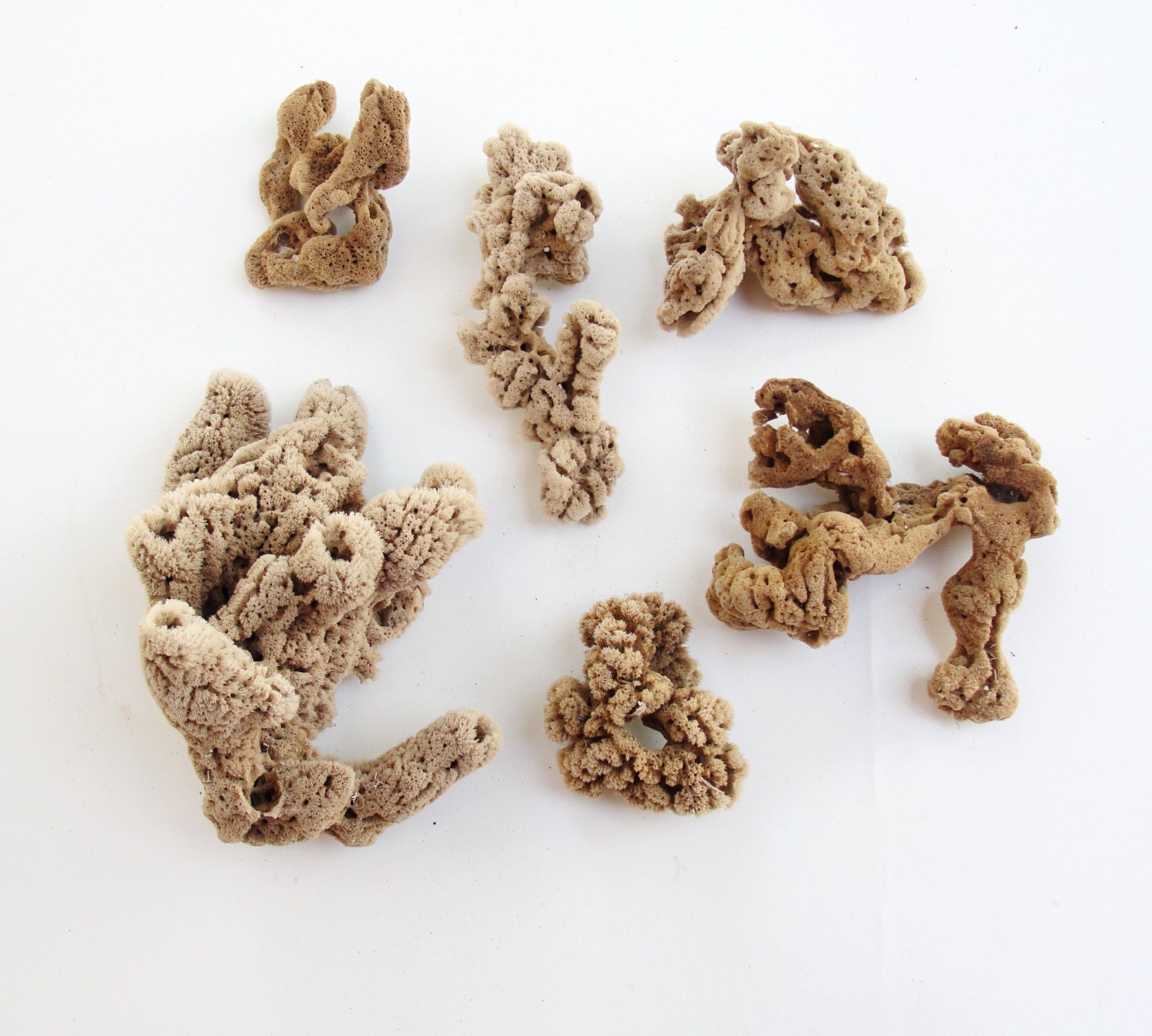 Beach Home Decor Natural Sea sponge, Sea weed, Nautical, Coral Marine