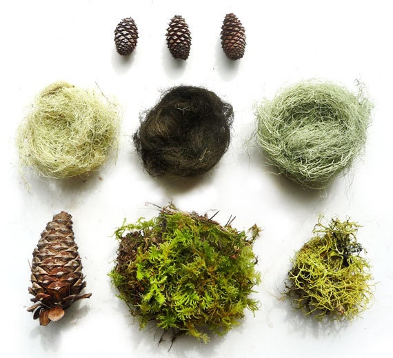 Terrarium Lichen Moss Pine Cones Live Organic