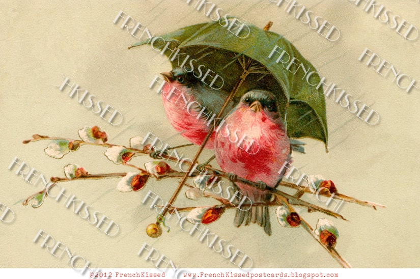 Instant Download Red breasted BIRDS under Umbrella Pussy Willows French antique postcard DIGITAL scan