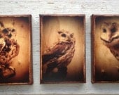 Wall Art - Set of 3  Owls   -photo portrait  small wall art 4x6