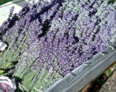 10 Organically Grown  Lavender Plants to ship in 4 weeks from order.