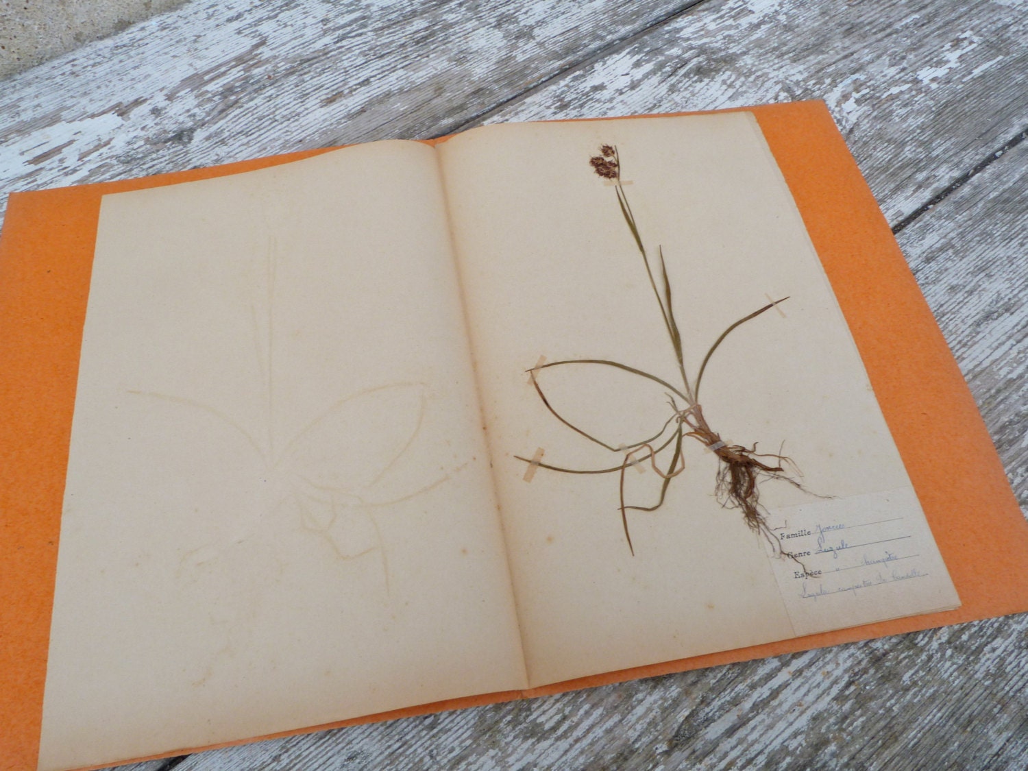 Vintage 1950 French herbarium  Joncee  Luzule