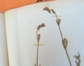 Vintage 1950 French herbarium  Cariofilees  Silene silene