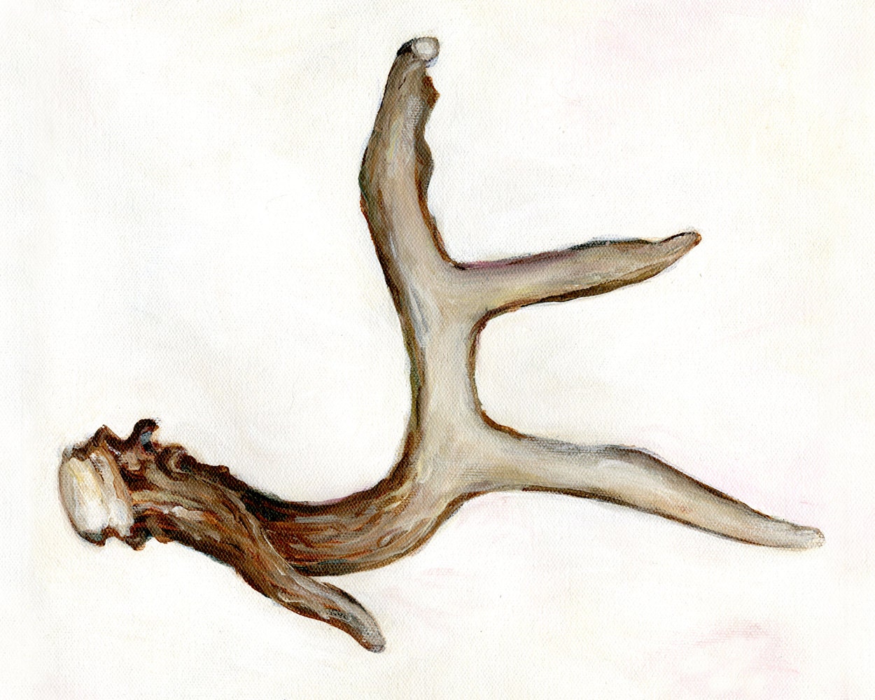 Antler - 8x10 Print