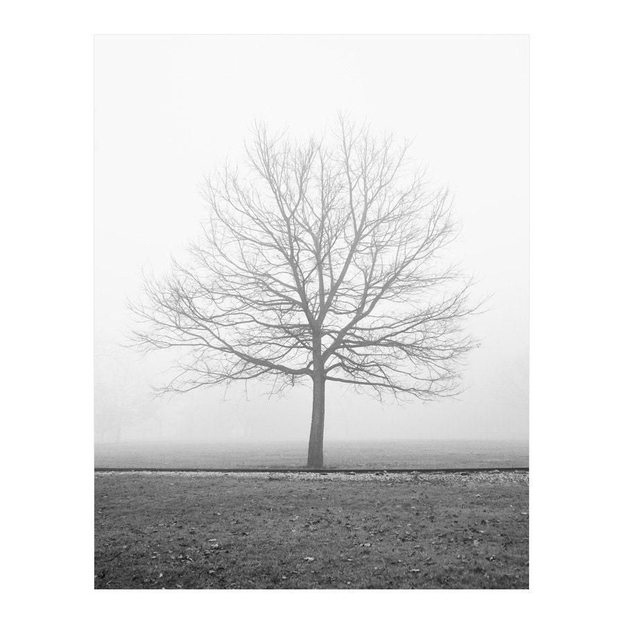 Vanilla Dream, Autumn Fog, Landscape Photography - Monochromatic, Bare Tree, Park, Black and White, Neutral, Grey, Gray, London, Ontario