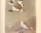 Old 1937 John James Audubon The Birds Of America Book Plate SNOW BUNTING ( 189)