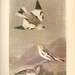 Old 1937 John James Audubon The Birds Of America Book Plate SNOW BUNTING ( 189)