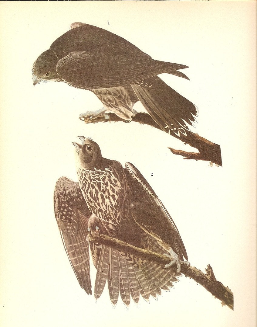 Old 1937 John James Audubon The Birds Of America Book Plate GYRFALCON ( 196)