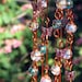 Iridescent Teal and Pink Suncatcher with Copper Wrapped Glass Marble Prisms and Amethyst Glass Butterflies