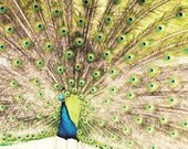 Peacock photograph - animal photography - nursery decor - aqua blue lime green bird photo feathers animal art  8x10 - Flying Colors