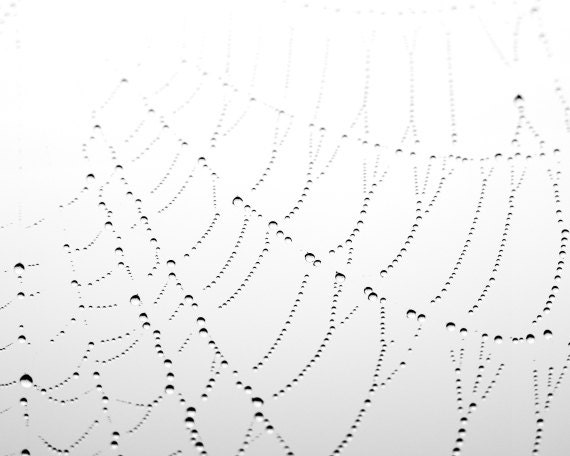 Spiders web - dew drops - Black and white photography - nature photo white pale gray minimal lines geometric abstract photo 8x10 - Woven