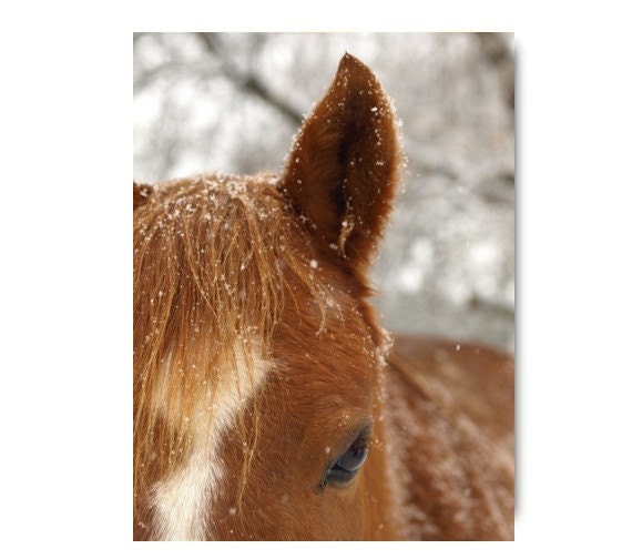 Wild Horse In The Snow 8X10 Horse Photograph...Horse Wild Woodland Forest October Autumn Fall Orange Snow Nature Photograph Natural Print