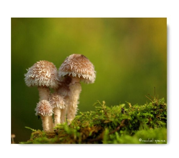Mushroom Photograph 8X10 Mushroom Print Affordable Home Photography Prints Nature Photography Decor Nature Lover Woodland Scene Fungi