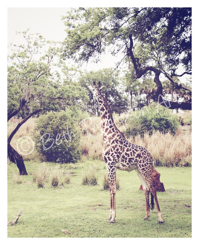 SUPERCILIOUS 8x10 Photography Art Print giraffe animal jungle africa landscape trees brown green