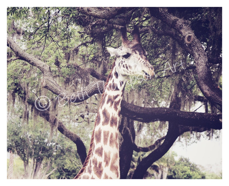 SENTINEL 8x10 Photography Art Print giraffe animal jungle africa landscape trees brown green