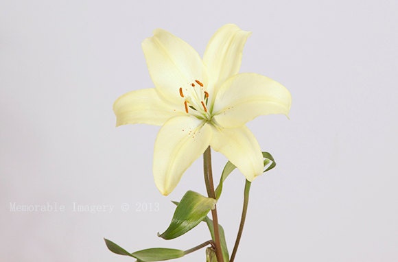 Nature Photography Print Soft Pastel Yellow Flower Still Life Wall Art Home Decor 8x12