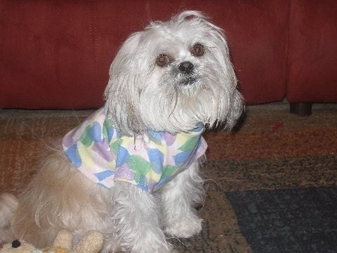 Pet Boys Clothing Hearts, Blue Monkey Business and More Sleeved Shirt To Order You Choose Fabric and Size