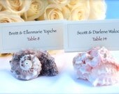 Assorted Natural shell/Seashell Place Card Holders - Set of 50