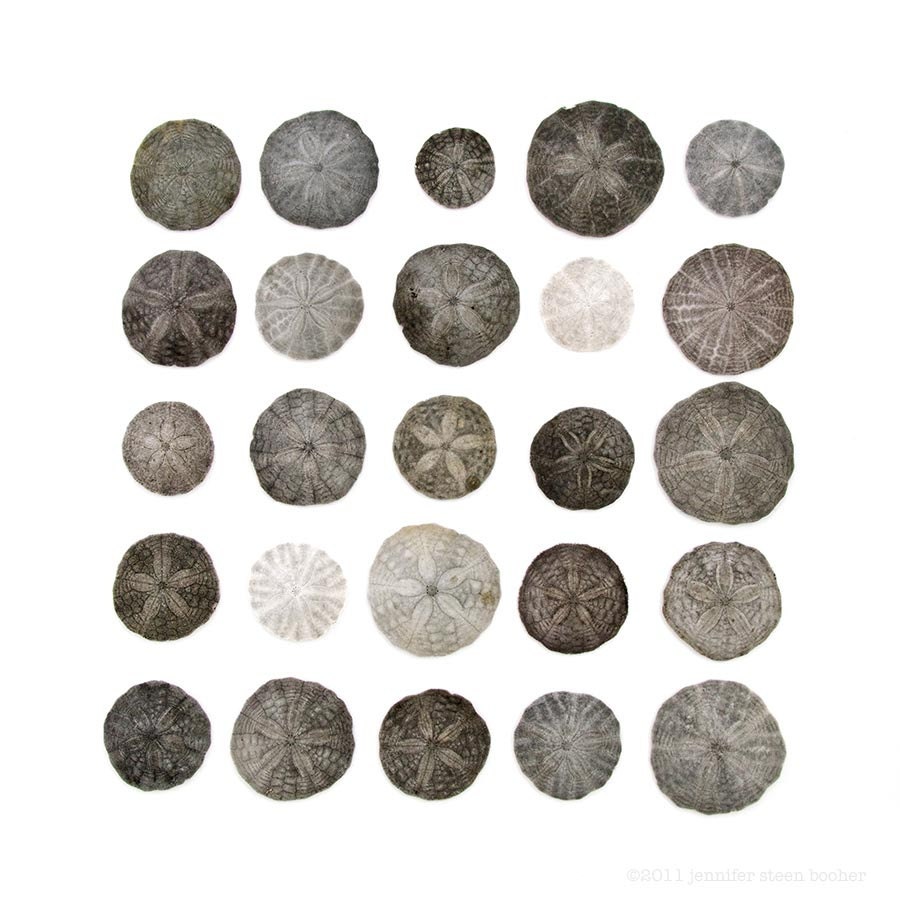 Beachcombing series (No.25) - 8 x 8 photograph - Maine Sand Dollars