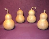 Craft Gourds 4 Chubby Mini Craft Gourds, Christmas Ornaments  (Item H)