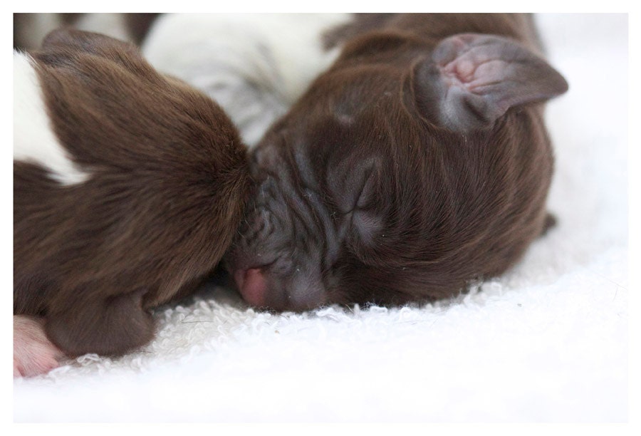 Nursery Decor Photograph, white, brown, pets, Puppy Dog Ears, fine art print 8x12