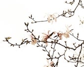 Pink Star Magnolia Flower -Minimalist Botanical Spring Decor Wall Print