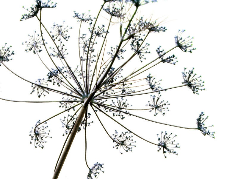Dreamy Photo Botanical Print  -Herb Art Minimal Large Nature Photo