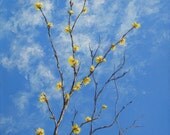 BLUE SKY and LEMONADE - 10 x 10 Original Acrylic on Canvas - Nature Art