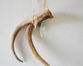 vintage weathered deer antler--natural history--rustic nature decor