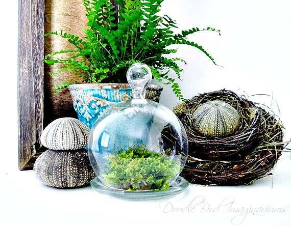 Glass Cloche Terrarium Planter/ Small Bell Jar / DIY Terrarium Kit / Easy Houseplant