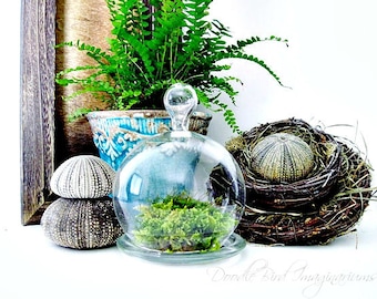 Glass Cloche Terrarium Planter/ Small Bell Jar / DIY Terrarium Kit / Easy Houseplant