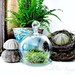 Glass Cloche Terrarium Planter/ Small Bell Jar / DIY Terrarium Kit / Easy Houseplant