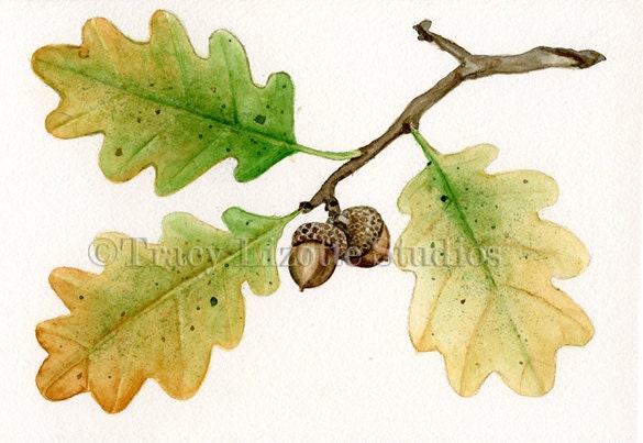 Oak Leaves with Acorns - 5x7 ORIGINAL watercolor painting by Tracy Lizotte