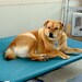 Dog Bed, 12 Colors, Canvas Elevated Dog Bed Cot, 32x44x8