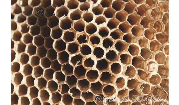 Wasp Nest Photo, Nature Photography, Beige, Black, 8x12 Fine Art Photograph, Geometric, Bee Nest, Macro, Woodland, Rustic Decor, Wall Art