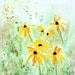 Black Eyed Susans